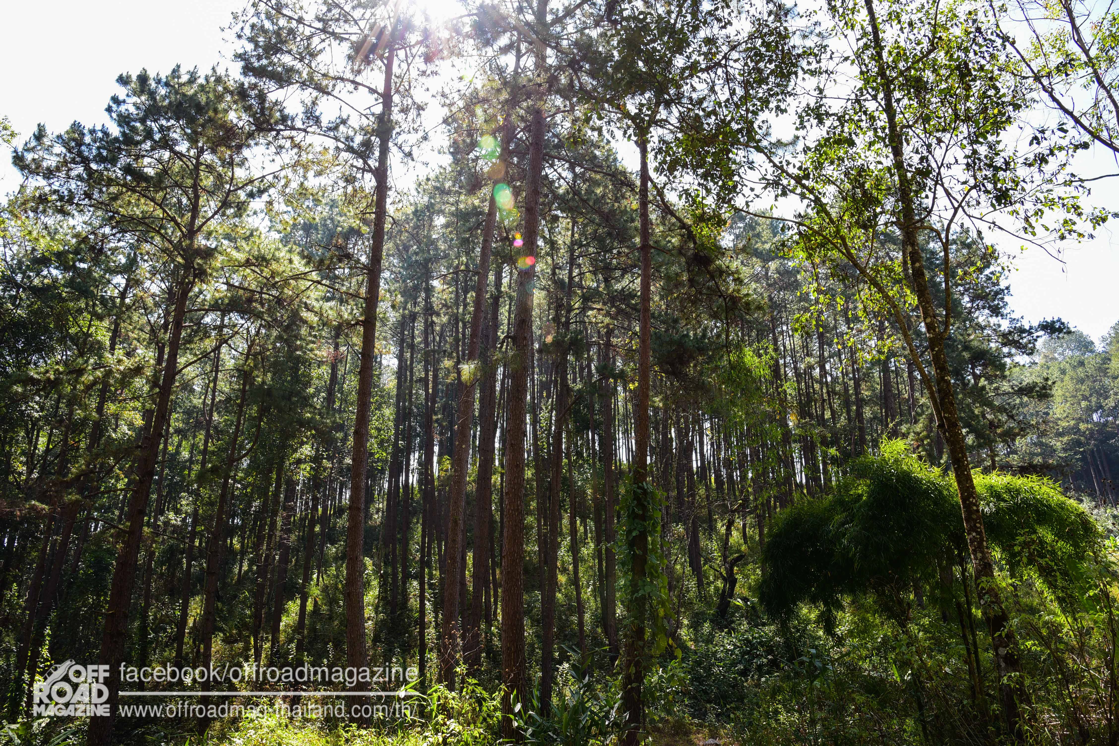 %e0%b8%9b%e0%b9%88%e0%b8%b2%e0%b8%95%e0%b9%89%e0%b8%99%e0%b8%99%e0%b9%89%e0%b8%b3-2