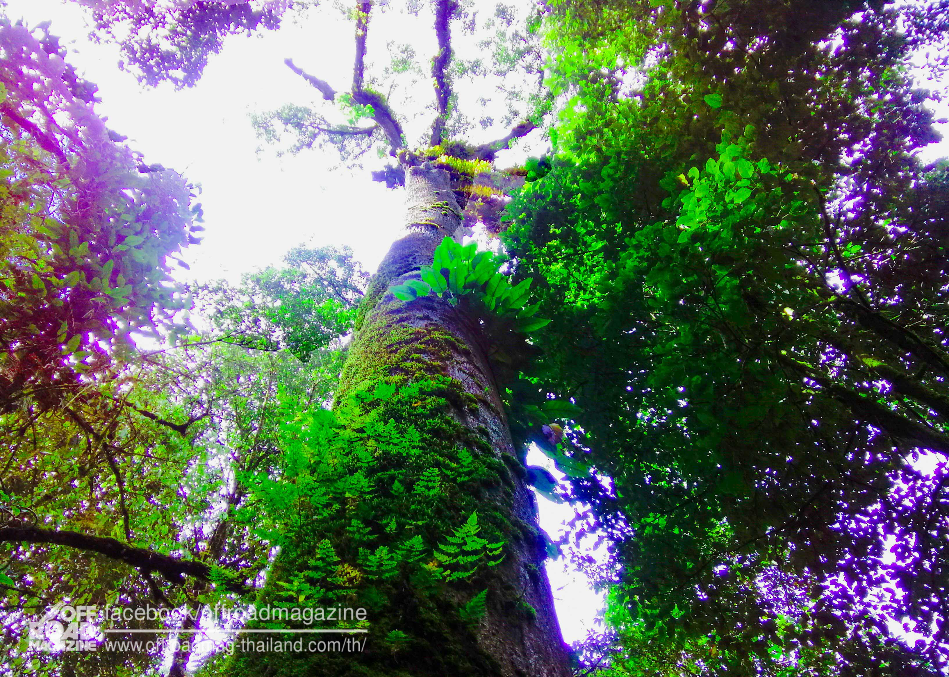 %e0%b8%9b%e0%b9%88%e0%b8%b2%e0%b8%95%e0%b9%89%e0%b8%99%e0%b8%99%e0%b9%89%e0%b8%b3-26