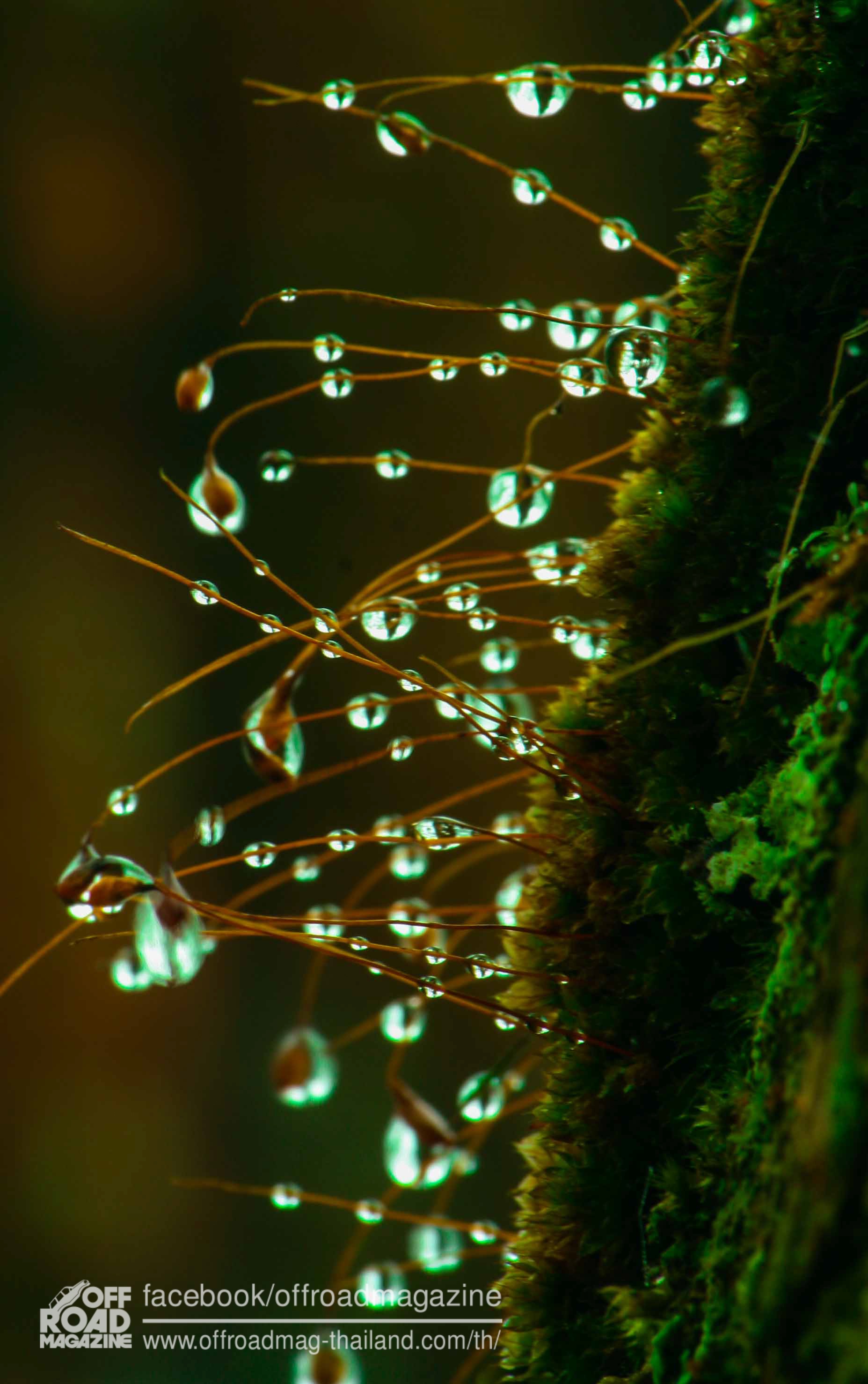 %e0%b8%9b%e0%b9%88%e0%b8%b2%e0%b8%95%e0%b9%89%e0%b8%99%e0%b8%99%e0%b9%89%e0%b8%b3-6