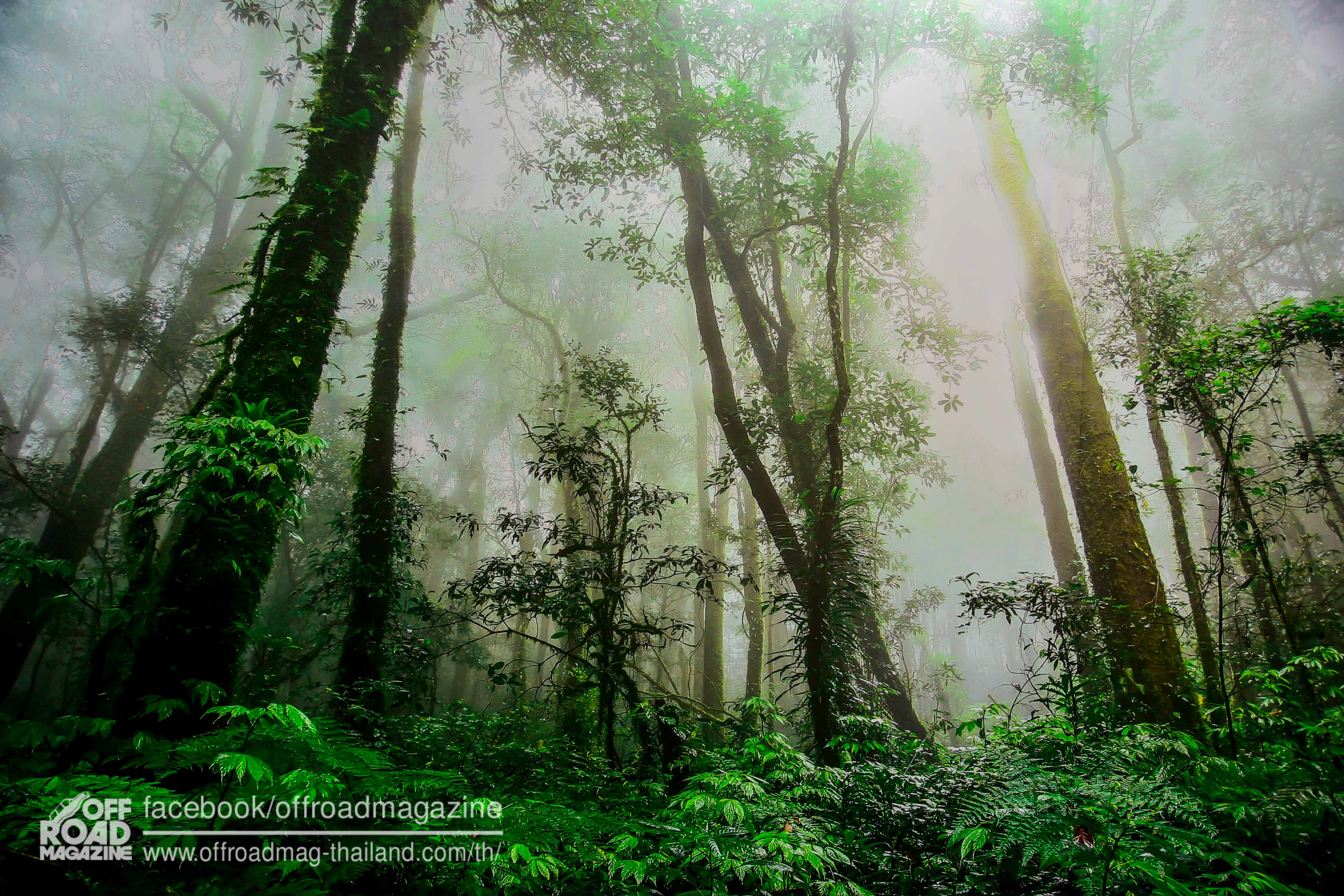 %e0%b8%9b%e0%b9%88%e0%b8%b2%e0%b8%95%e0%b9%89%e0%b8%99%e0%b8%99%e0%b9%89%e0%b8%b3-9